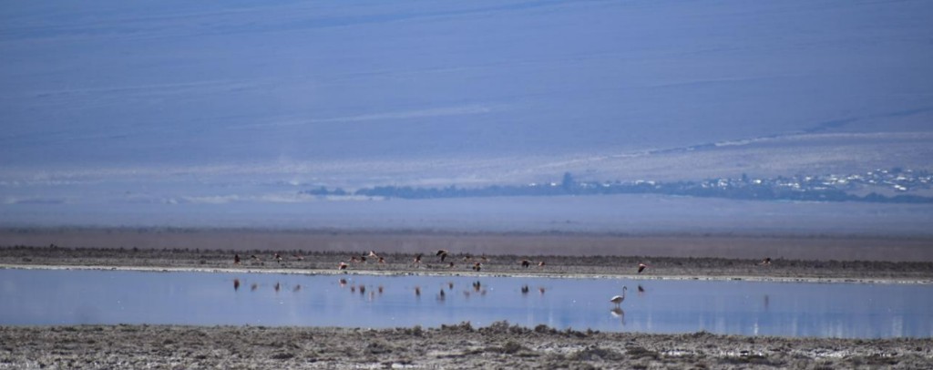 Water Wars in the Atacama: flamingos and shallow water in arid landscape
